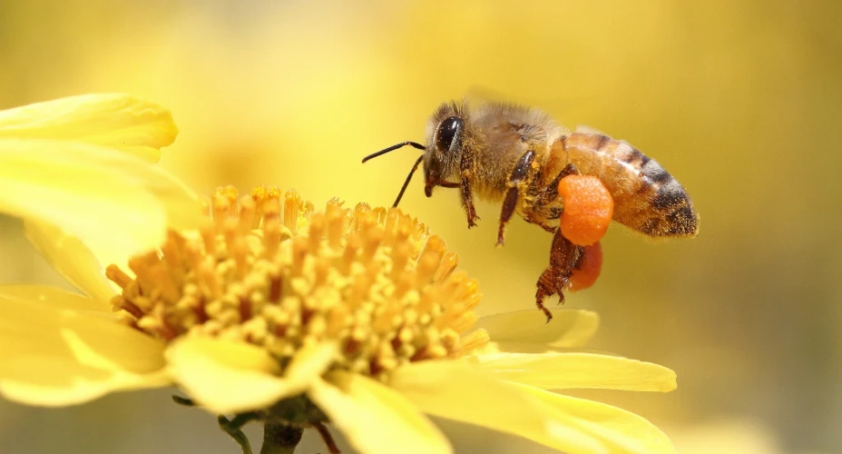 Buzzing Contributors, Bees and Human Well-Being